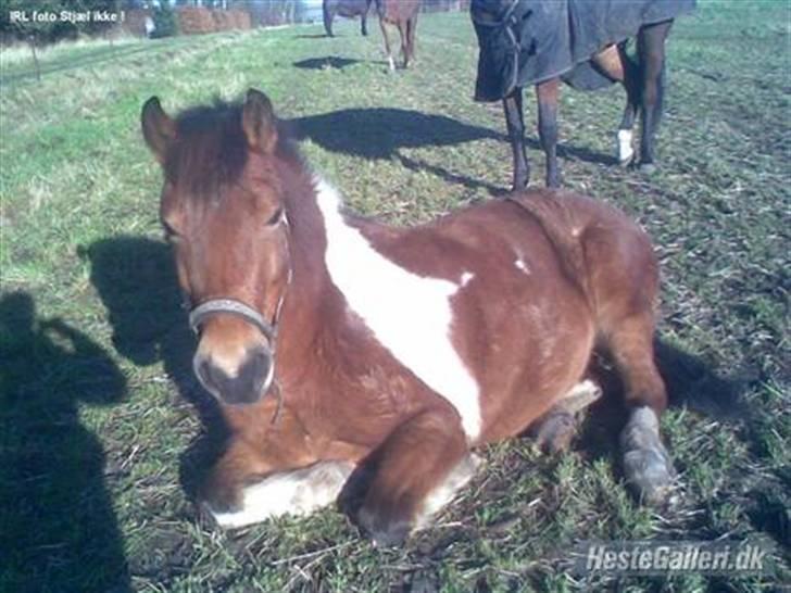 Anden særlig race Victoria - Har aldrig set hende ligge ned på marken før, så MÅTTE bare have et billede :D billede 2
