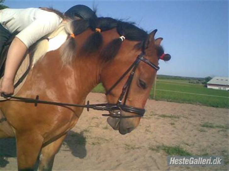 Anden særlig race Victoria - Hun er ikke så god til at bøje nakken, så måtte lige arbejde lidt med hende, og så tog Sofie lige et billede. :-) billede 3