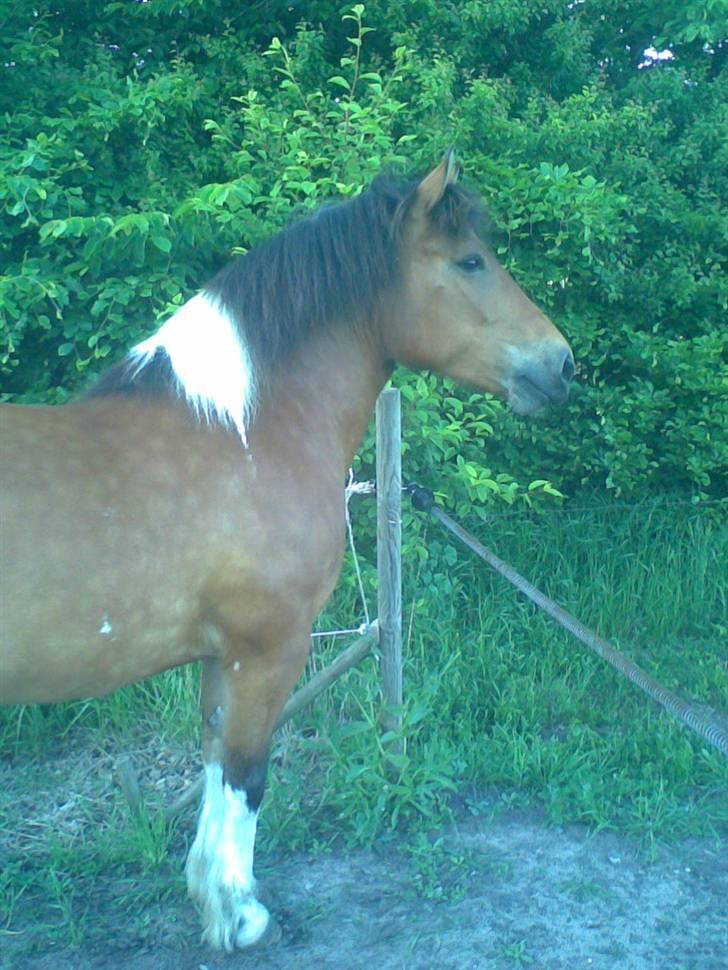 Anden særlig race Victoria billede 4