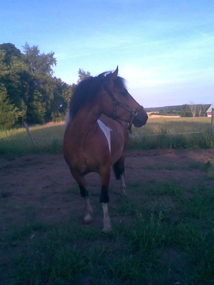 Anden særlig race Victoria billede 5