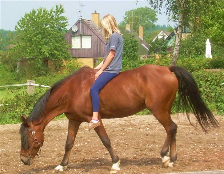 Anden særlig race Kalif billede 6