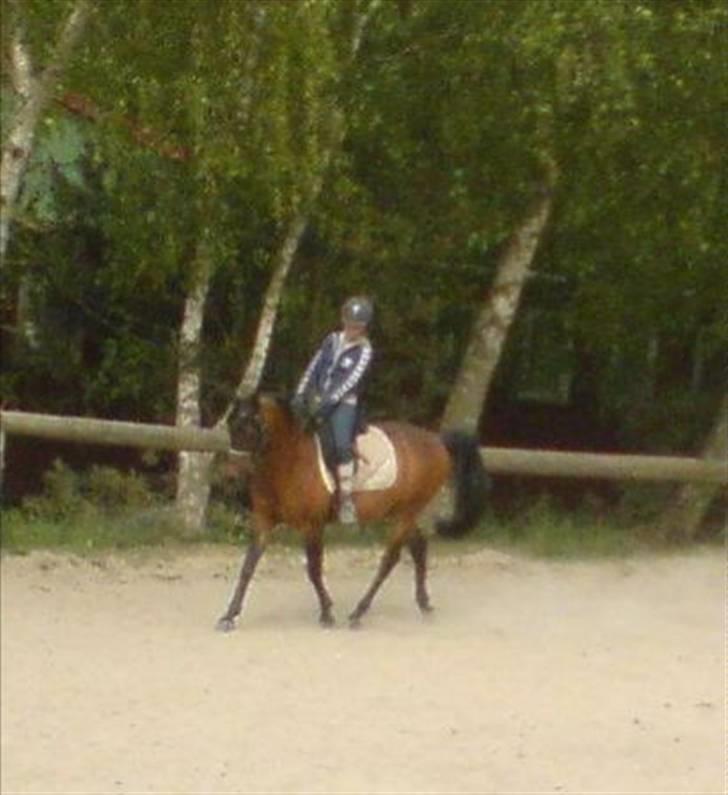 Arabisk fuldblod (OX) Gipson OX - 2. gang jeg rider Gipson  billede 9