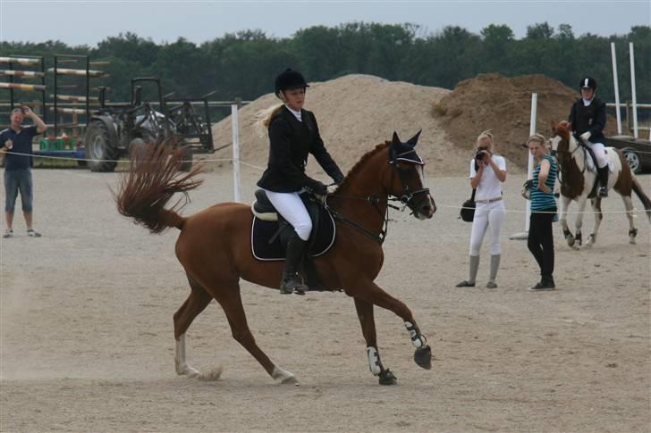 Belgisk Sportspony | Barina Van T Merelsnest - Der er vidst ikke rigtigt nogen pony der slår det her udseende? ;) billede 4