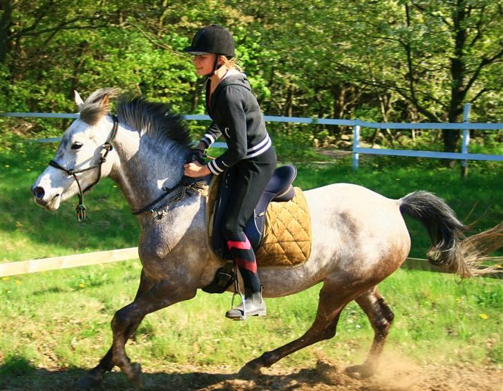 Anden særlig race Tara - 15. vores start på galop i cordeo :´) billede 14