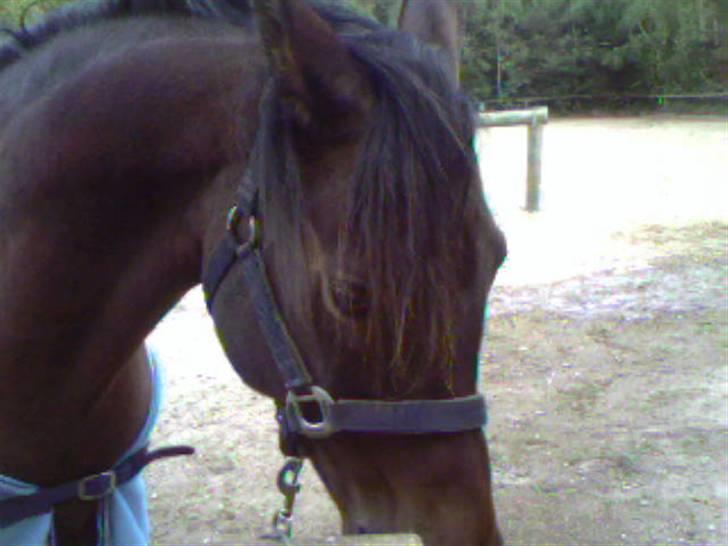Arabisk fuldblod (OX) Gipson OX - ude ved striglebommen ;) billede 17