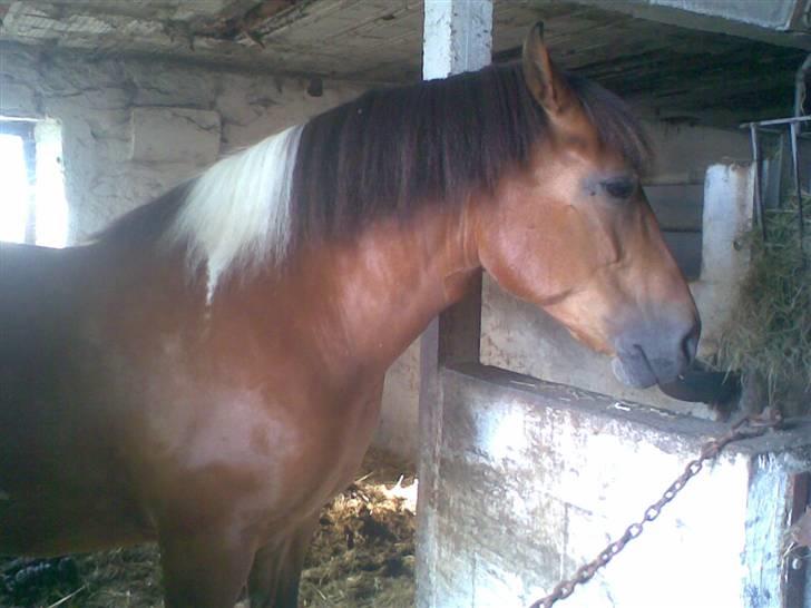 Anden særlig race Victoria billede 6