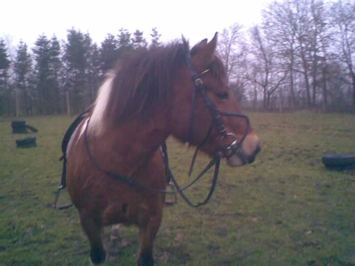 Anden særlig race Victoria - Vi er igang med at springe, men skulle lige have et lille billede ;-) billede 7