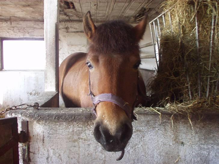 Anden særlig race Victoria billede 8
