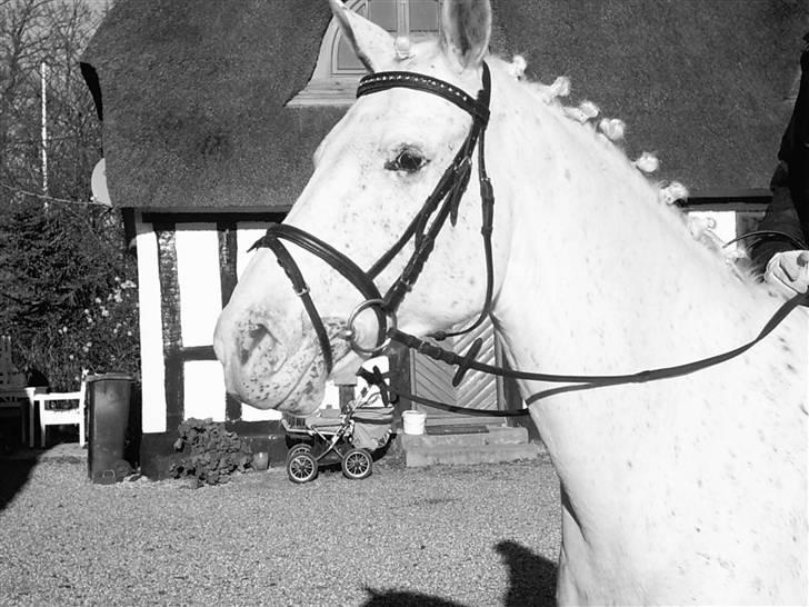 Anglo Araber (AA) Outlandish (solgt) - min stjerne:) du er stadig mit et og alt<3 billede 13