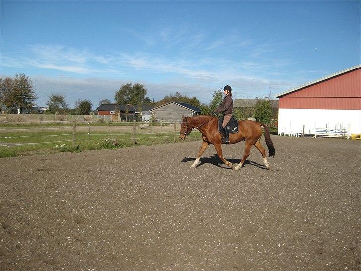 Frederiksborg Rubin [Himmelhest] - 7: Rubin på udendørsbanen billede 7