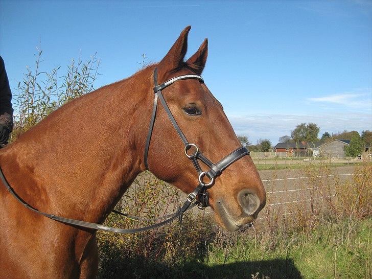 Frederiksborg Rubin [Himmelhest] - 17: Rubin billede 17