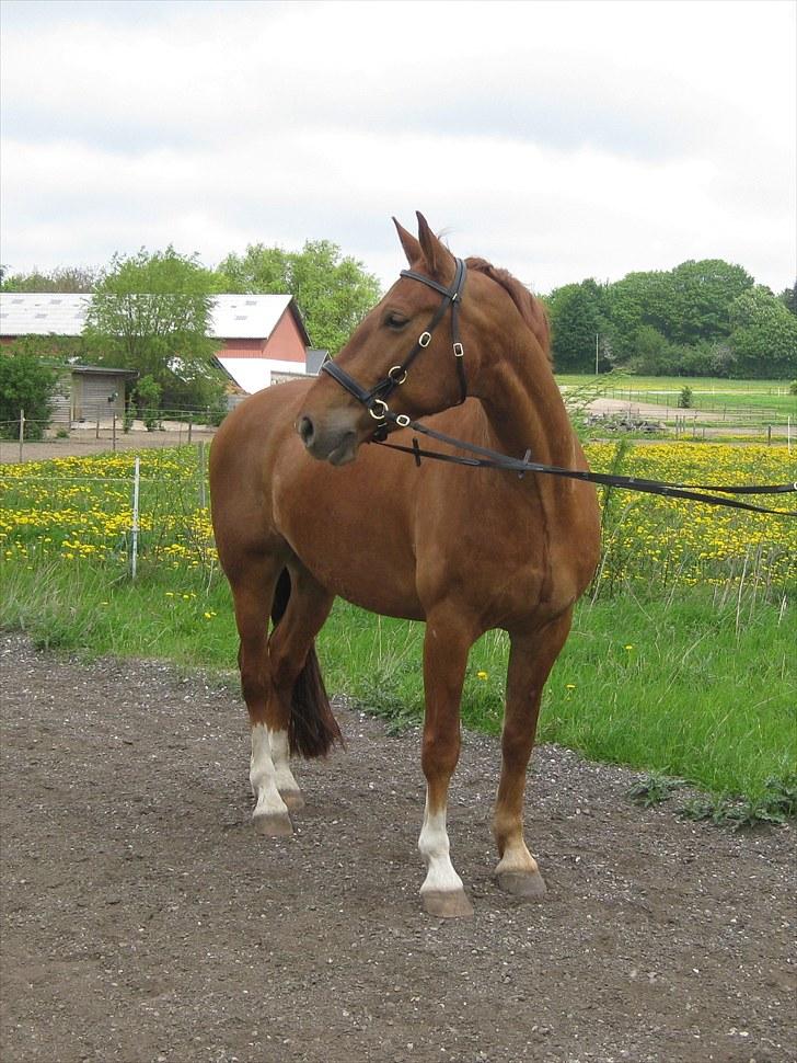 Frederiksborg Rubin [Himmelhest] - 19: Sommer 2010 billede 19