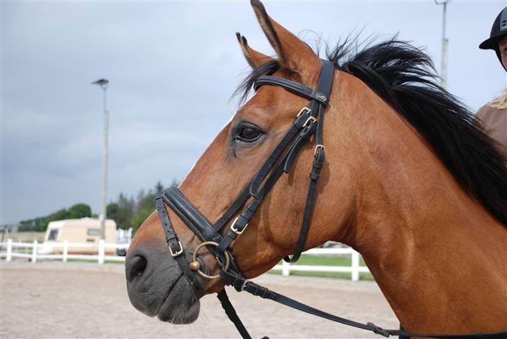 Dansk Varmblod Bounty - En dejlig dag på ride banen:) billede 1