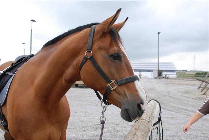 Dansk Varmblod Bounty - Efter ride tur.. billede 3