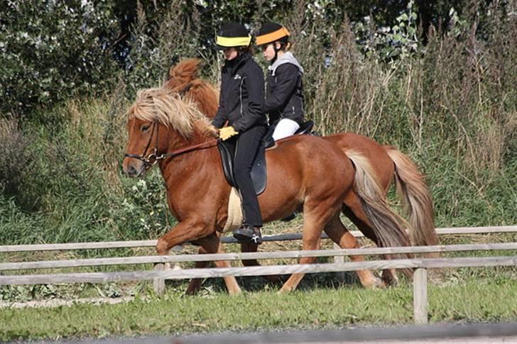 Islænder Dani fra Vissegård - Tølt, finale 4.3 til GM foto: Clara K billede 15