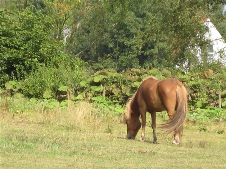 Islænder Dani fra Vissegård - Græsning på "Stepperne" aka. vores fold X) foto: mig billede 16