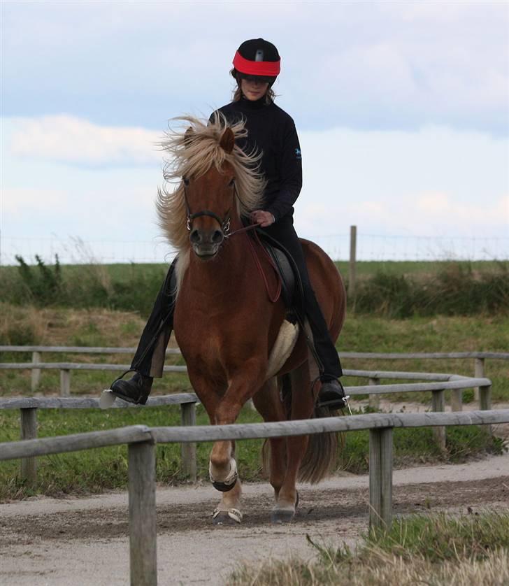 Islænder Dani fra Vissegård - Nåårh, min evigglade ponz XD Foto: Clara K billede 17