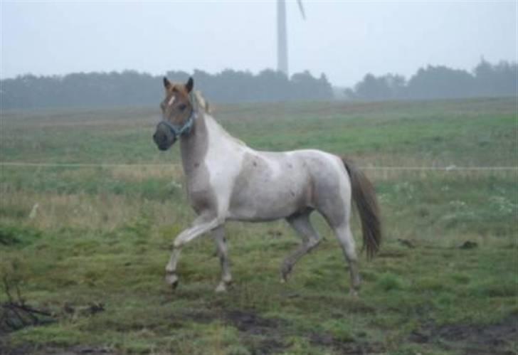 Anden særlig race Zilwester - Solgt - R.I.P - <3 billede 2