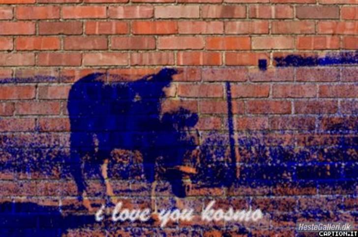 Anden særlig race kosmo R.I.P:( - et rígtig flot billede fra min vendinde billede 16