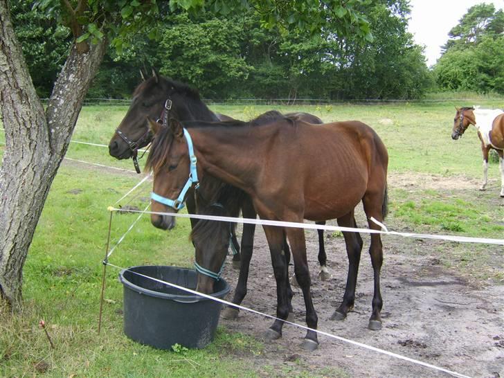 Anden særlig race Viktor  *Solgt* billede 1