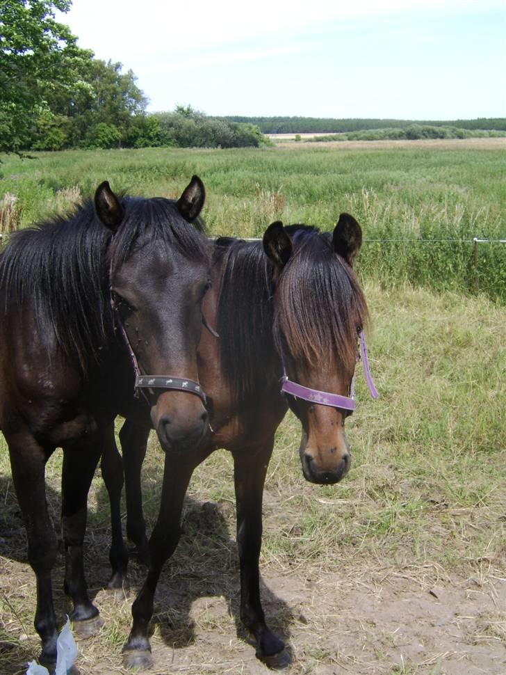 Anden særlig race Viktor  *Solgt* billede 2