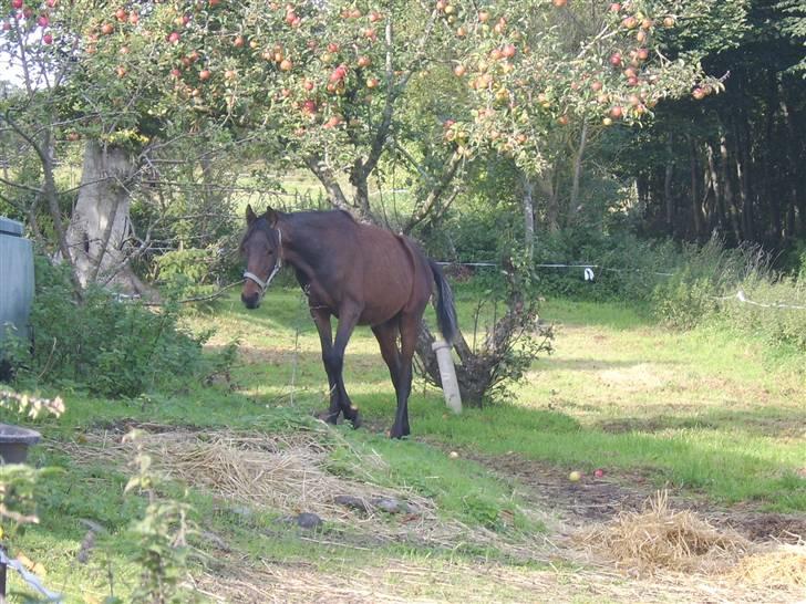 Anden særlig race Viktor  *Solgt* billede 3