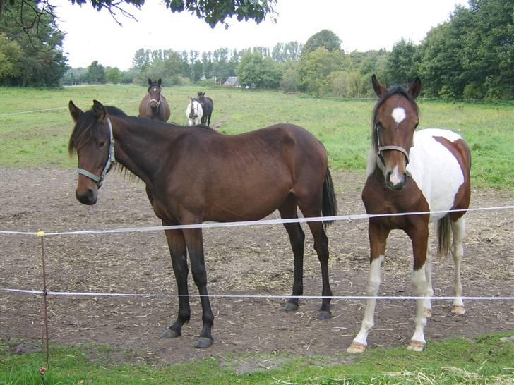 Anden særlig race Viktor  *Solgt* billede 4