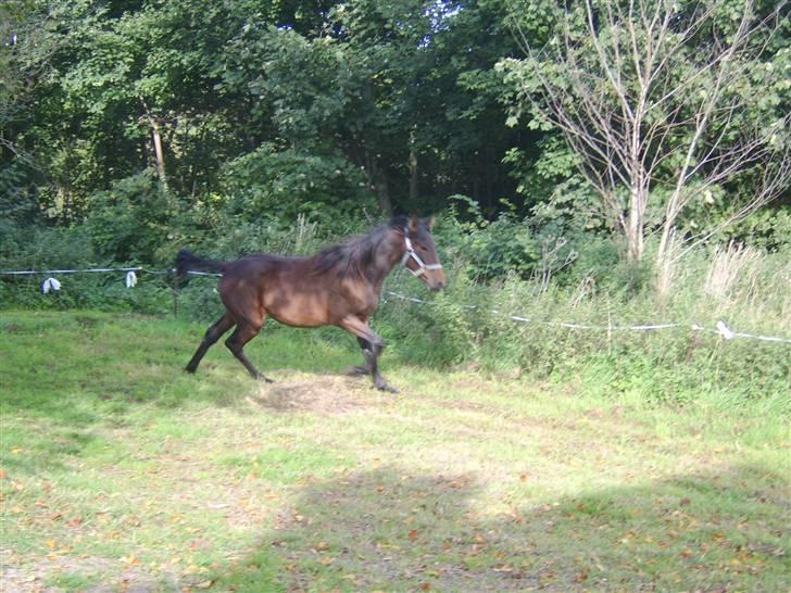 Anden særlig race Viktor  *Solgt* billede 5