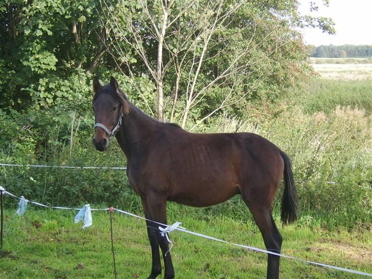 Anden særlig race Viktor  *Solgt* billede 6