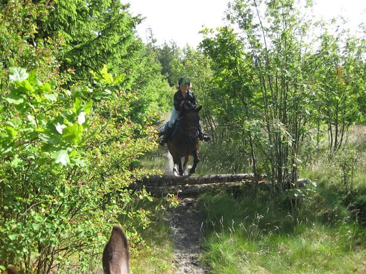 New Forest Lopik`s Hans (Solgt) - spang stort af... billede 12