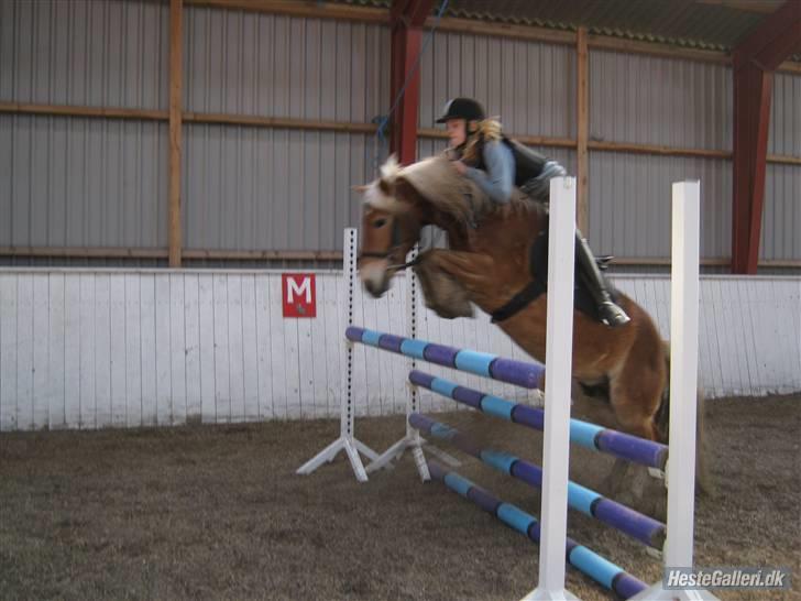 Anden særlig race Odin  - Mig og Odin springer en okse på 110cm (: LOVE YOU  billede 7