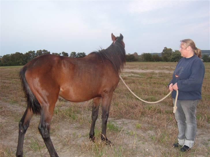 Anden særlig race Viktor  *Solgt* billede 7
