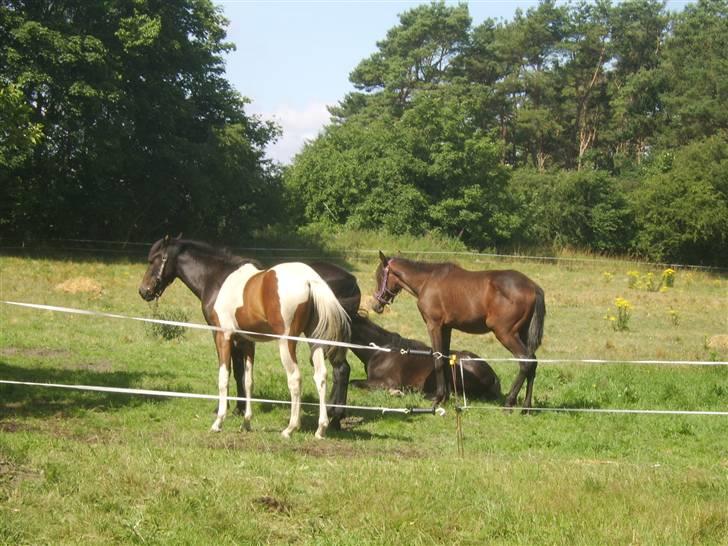 Anden særlig race Viktor  *Solgt* billede 8