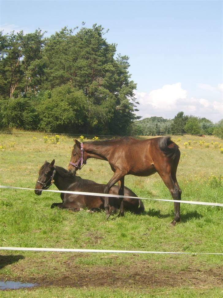 Anden særlig race Viktor  *Solgt* billede 9