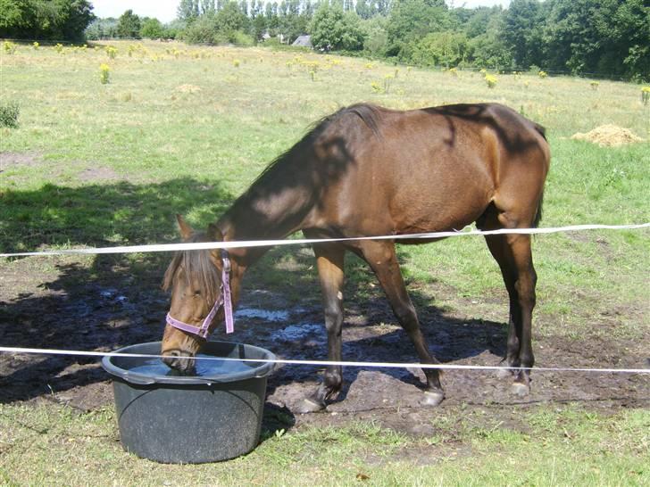Anden særlig race Viktor  *Solgt* billede 10