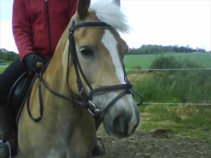 Haflinger Nette billede 7