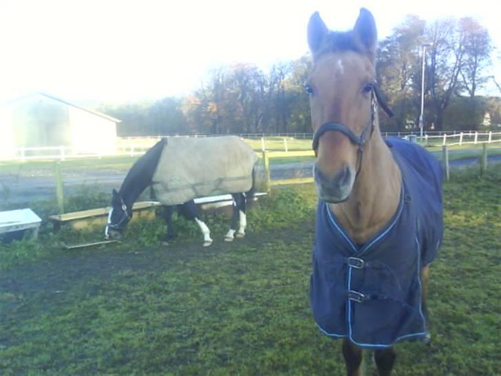 Anden særlig race Sussie (*DØD) billede 3