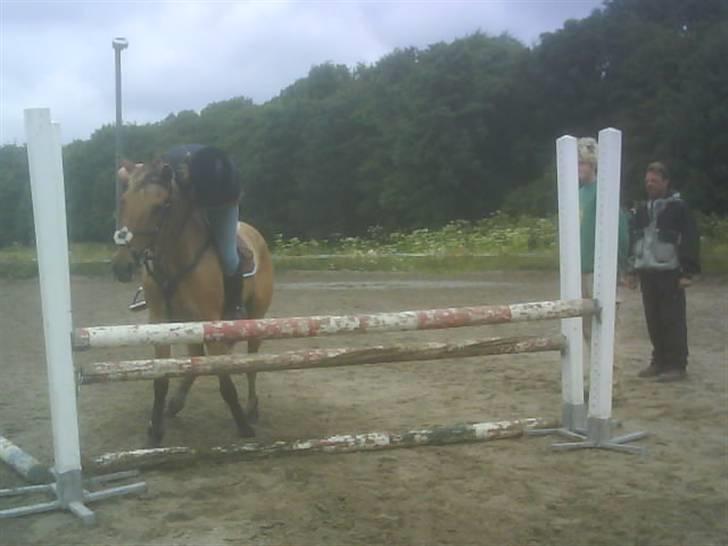 Anden særlig race Sussie (*DØD) - det her er fra min ride lejer, hvor jeg skulle have sprunget, men det ville hun ikke.. :) billede 4