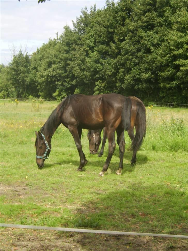 Anden særlig race Frederik *Solgt* billede 1