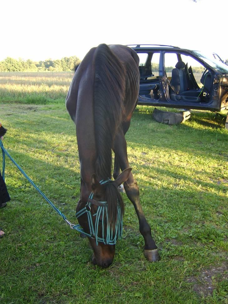 Anden særlig race Frederik *Solgt* billede 2