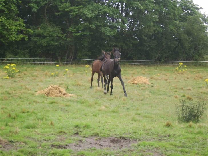Anden særlig race Frederik *Solgt* billede 3