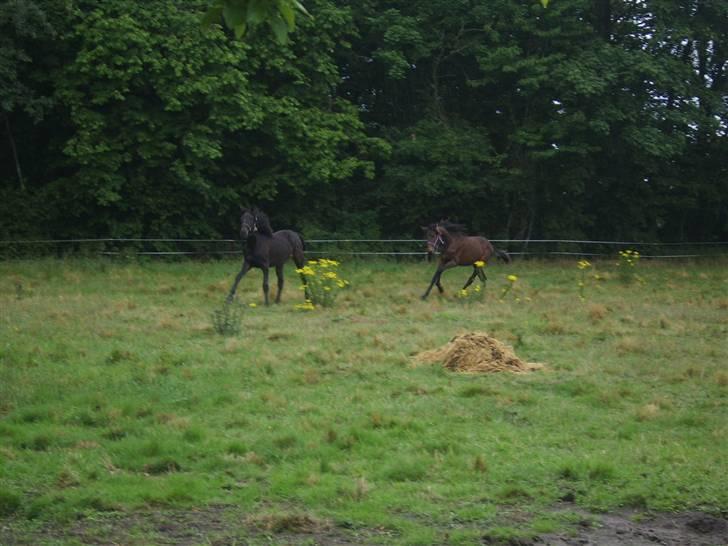 Anden særlig race Frederik *Solgt* billede 4