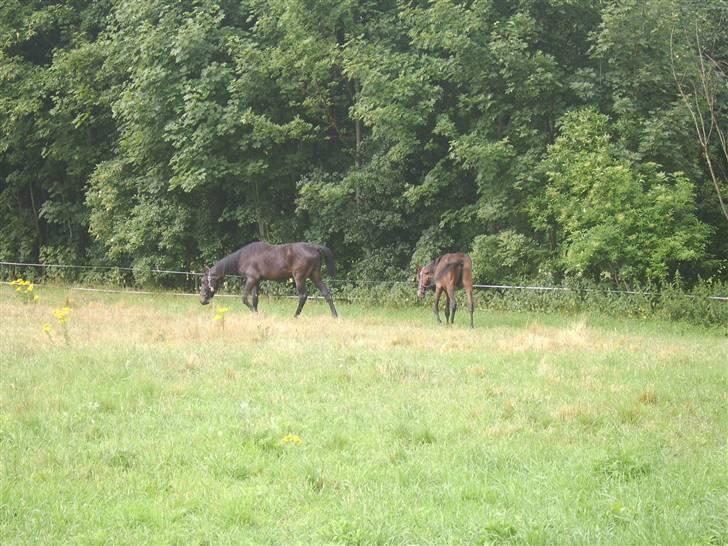 Anden særlig race Frederik *Solgt* billede 5