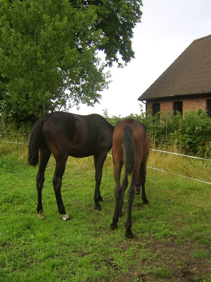 Anden særlig race Frederik *Solgt* billede 6