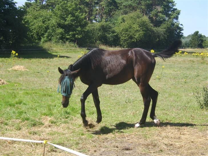 Anden særlig race Frederik *Solgt* billede 7