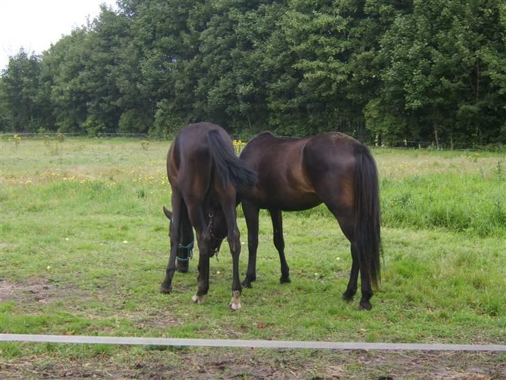 Anden særlig race Frederik *Solgt* billede 8