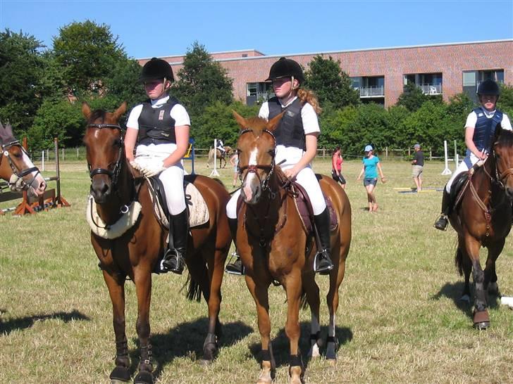 New Forest Hoppenhofs Sergio solgt billede 2