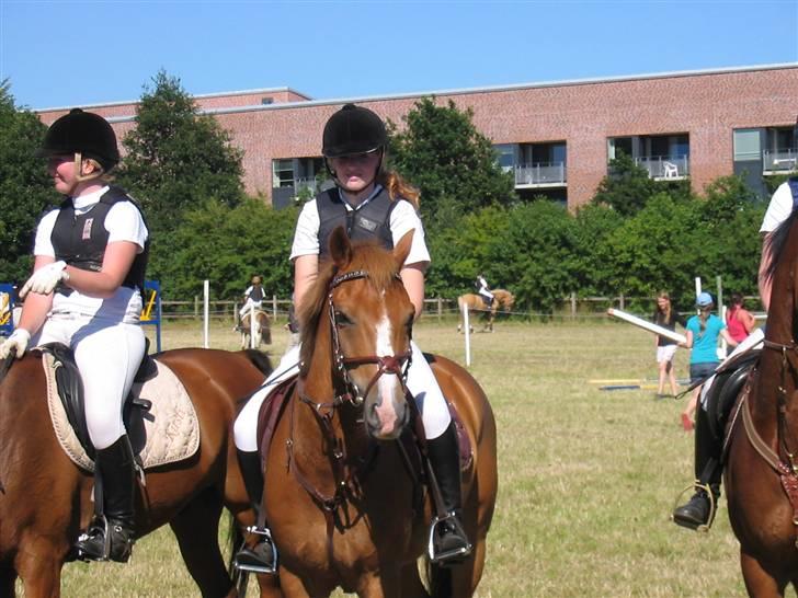 New Forest Hoppenhofs Sergio solgt billede 3