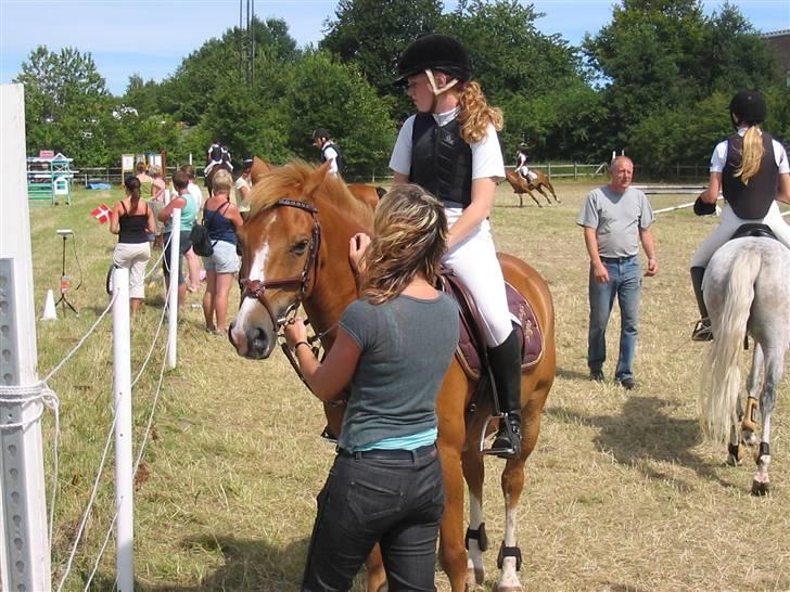 New Forest Hoppenhofs Sergio solgt billede 5