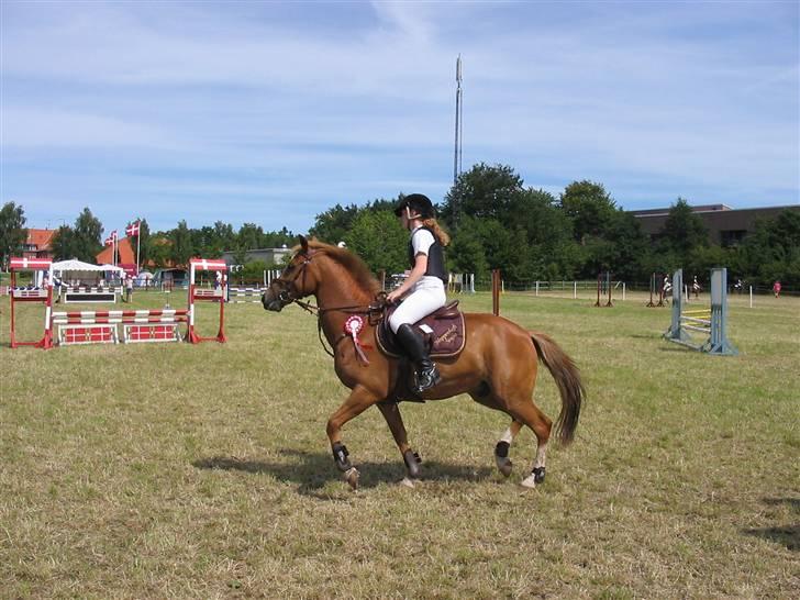 New Forest Hoppenhofs Sergio solgt billede 9